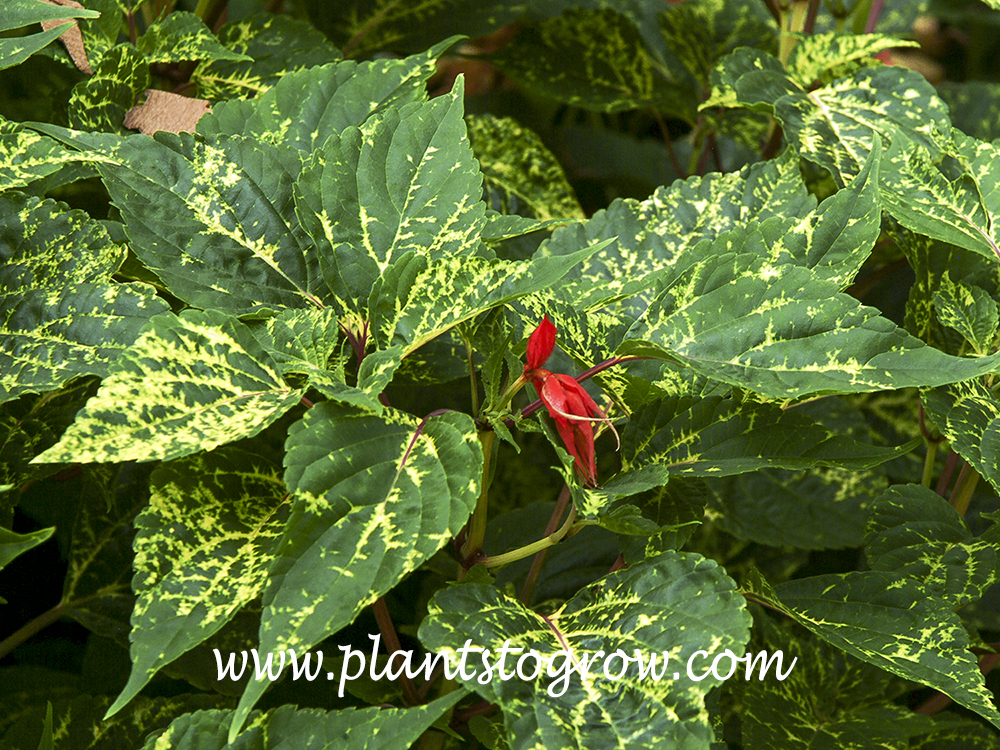 Salvia Dancing Flames (Salvia) 
This picture was taken in late August and the variegation  was not as prominent  as earlier in the summer. The leaves will have more yellow than green if grown properly.